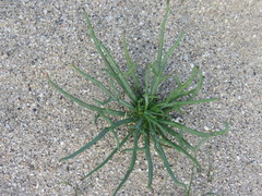 Chaenactis fremontii