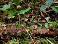 Mycena sanguinolenta