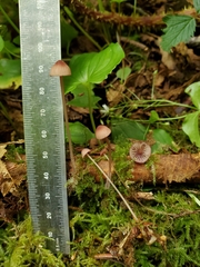 Mycena sanguinolenta