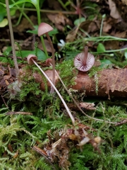 Mycena sanguinolenta