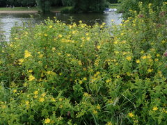 Hypericum hircinum