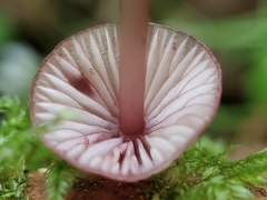 Mycena sanguinolenta