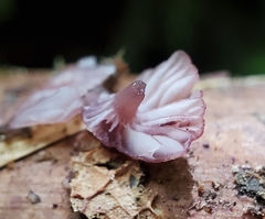 Mycena sanguinolenta