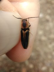 Megapenthes limbalis