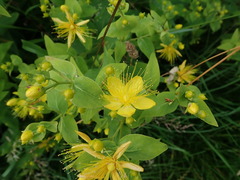 Hypericum hircinum