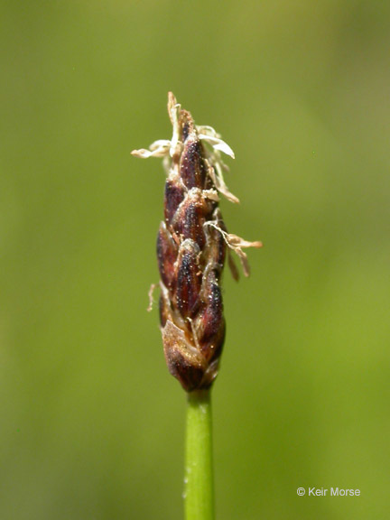 Eleocharis parishii