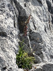 Epipactis atrorubens