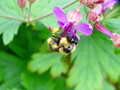 Bombus rufocinctus