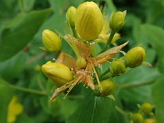 Hypericum hircinum