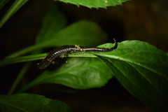 Desmognathus imitator