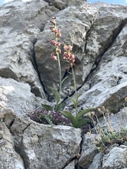 Epipactis atrorubens