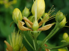 Hypericum hircinum