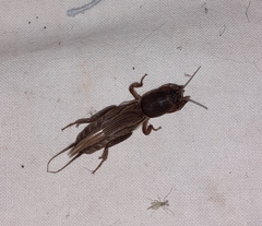 Gryllotalpa africana