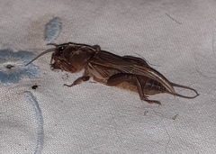 Gryllotalpa africana