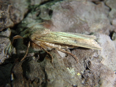 Rhyacia simulans
