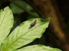 Batrachidea