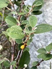 Cotoneaster cambricus