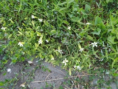Silene procumbens