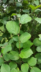 Betulaceae