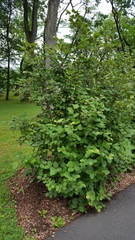 Betulaceae