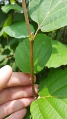 Betulaceae