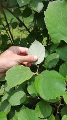 Betulaceae