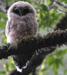 Strix occidentalis