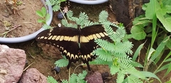 Papilio ornythion ornythion