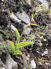 Epipactis atrorubens