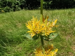 Gentiana lutea lutea