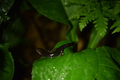 Desmognathus imitator