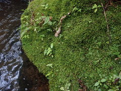 Fissidens asplenioides