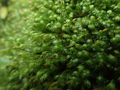 Fissidens asplenioides