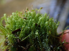 Fissidens asplenioides