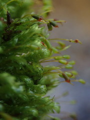 Fissidens asplenioides
