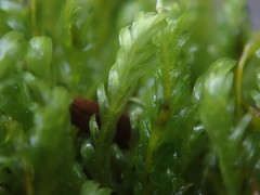 Fissidens asplenioides