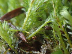 Fissidens asplenioides