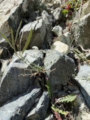 Boechera platysperma