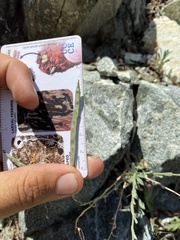 Boechera platysperma