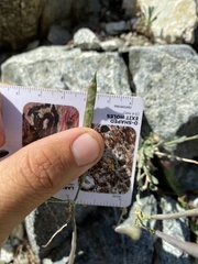 Boechera platysperma