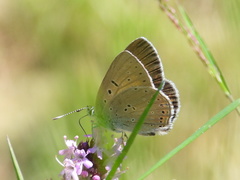 Lycaena hippothoe eurydame