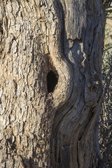 Tockus damarensis
