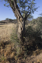 Tockus damarensis