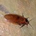 Colossal Roach - Photo (c) naturalist1214, some rights reserved (CC BY-NC)
