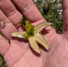 Evasterias troschelii