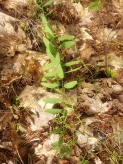 Lathyrus ochroleucus