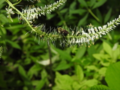 Bombus bimaculatus