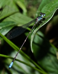 Platystictidae