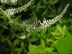 Bombus bimaculatus