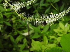 Bombus bimaculatus